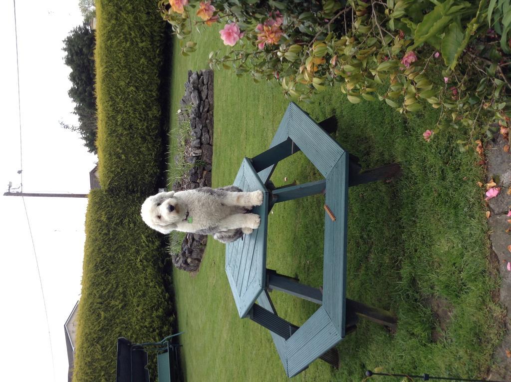 Riverwalk House B&B Oughterard Exteriér fotografie